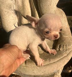 Micro fratellini super super toy di chihuahua