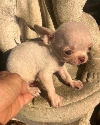 Micro fratellini super super toy di chihuahua