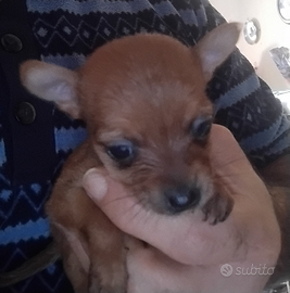 Cuccioli di princery e chihuahua