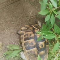 Tartaruga di terra Testudo graeca