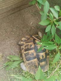 Tartaruga di terra Testudo graeca