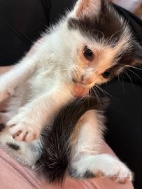 Gattina