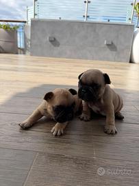 Bulldog francese