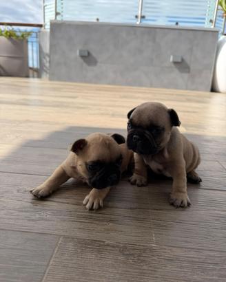 Bulldog francese