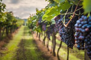 Vigneto in prduzione