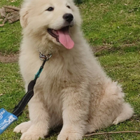 Pastore maremmano abruzzese