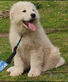 Pastore maremmano abruzzese