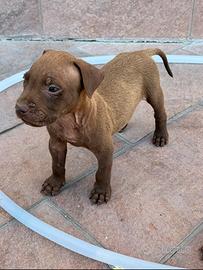 American pitbull terrier