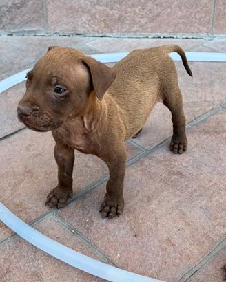 American pitbull terrier