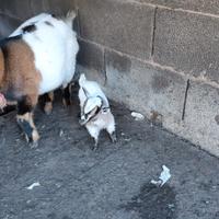 Capretto tibetano super nano