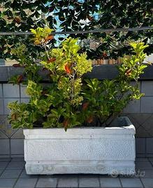 Fioriere rettangolari in cemento 82x36x38 cm