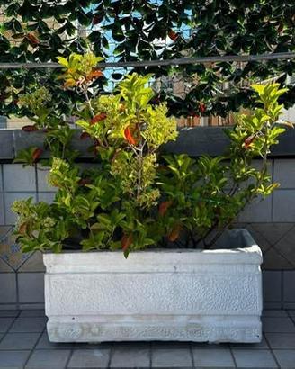 Fioriere rettangolari in cemento 82x36x38 cm
