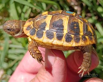 Tartaruga Testudo hermanni testuggine