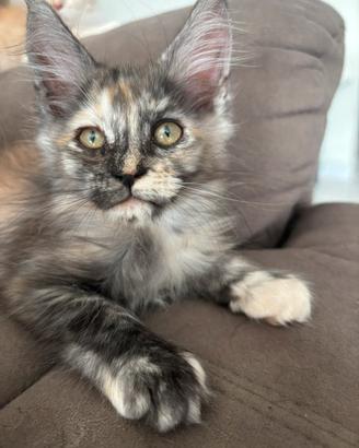 Cuccioli Maine Coon