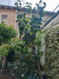 piante 