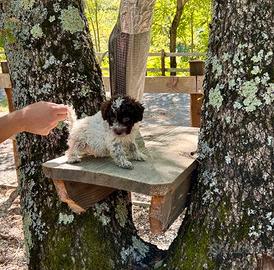 Cucciolo di lagotto romagnolo