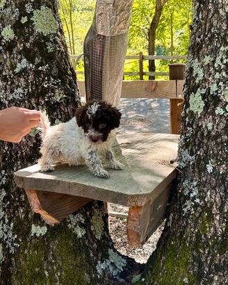 Cucciolo di lagotto romagnolo