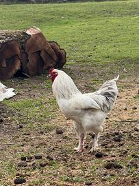 Gallo Incrocio Brahma + Galline Brahma Columbia