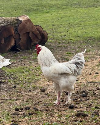 Gallo Incrocio Brahma + Galline Brahma Columbia