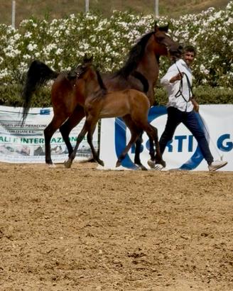 Purosangue Arabo puledro