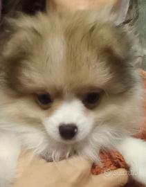 Cucciola volpino Spitz tedesco