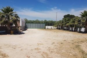 Uliveto di mq. 32000 ca. in Crispiano