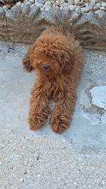 Barbocini Toy colore Red per