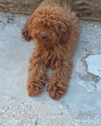 Barbocini Toy colore Red per