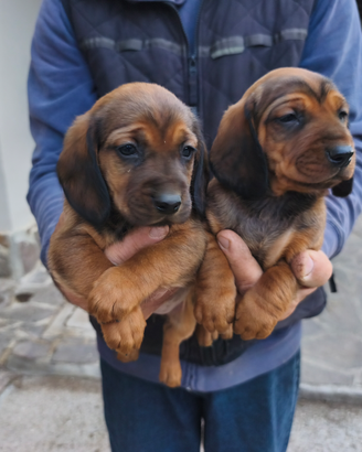 Cuccioli di dachsbracke