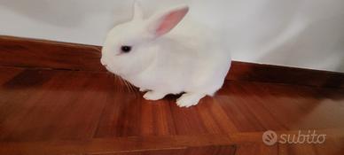 Coniglio nano