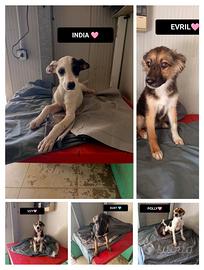 India, evril, kurt e polly-4 mesi ,izzy-3 mesi