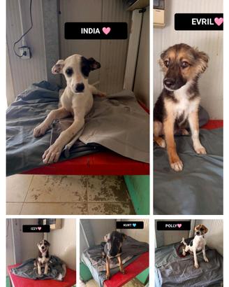 India, evril, kurt e polly-4 mesi ,izzy-3 mesi