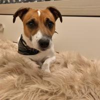 Jack Russell voglioso di fare l'amore