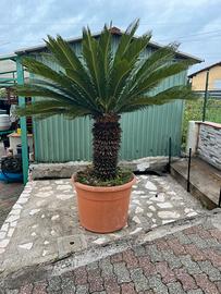 Cycas in vaso