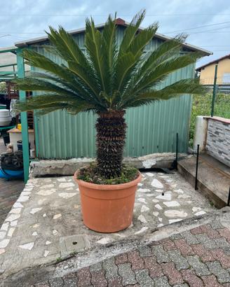 Cycas in vaso