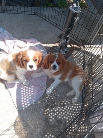 Cavalier king