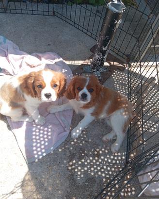 Cavalier king