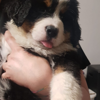 Bovaro del bernese