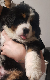 Bovaro del bernese