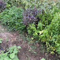 Terreno con alberi di ulivo