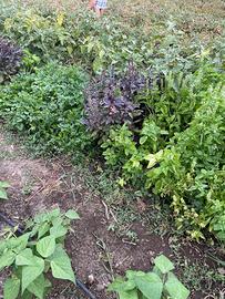 Terreno con alberi di ulivo