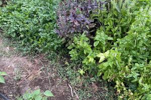 Terreno con alberi di ulivo