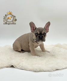 Dolcissima Bulldog Francese Sable'