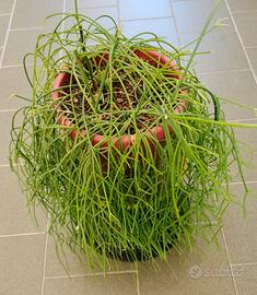 pianta