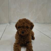 Barboncino toy red 1F 1M anche a rate