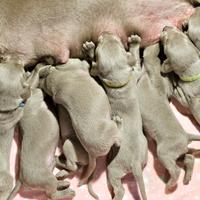Cuccioli di Weimaraner
