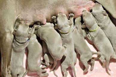 Cuccioli di Weimaraner