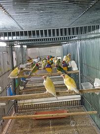 Diamante di gould