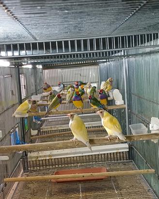 Diamante di gould