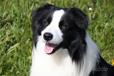 Bordercollie per accoppiamento